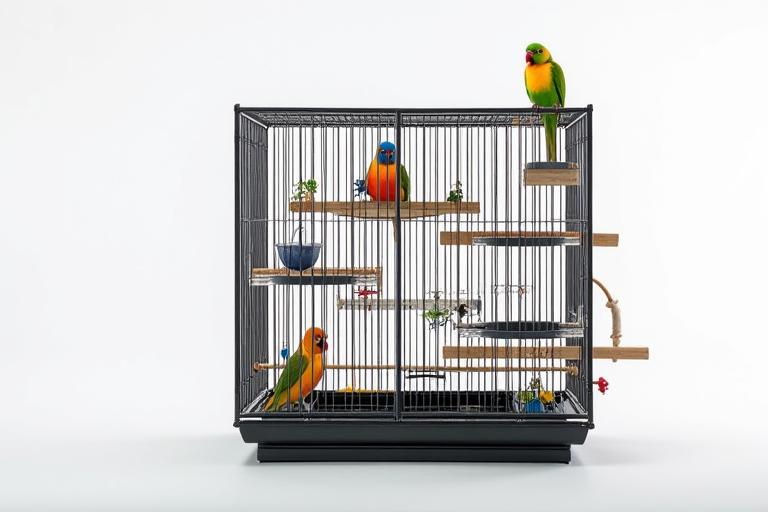 Cages modernes et équipées pour oiseaux